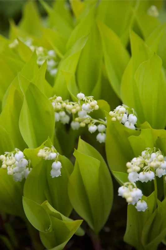 edulis3015506