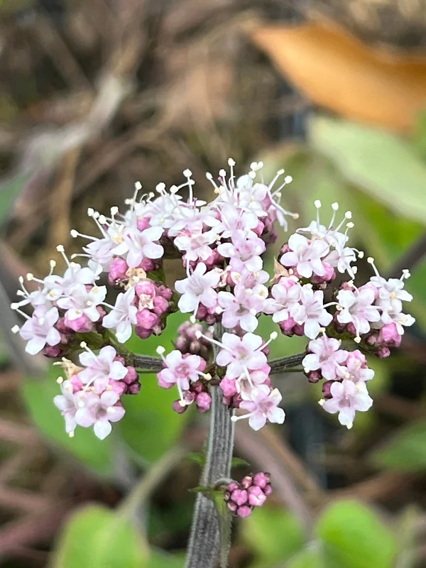edulis3015555