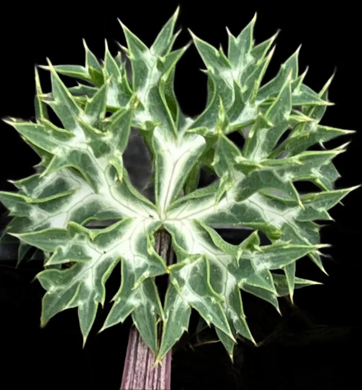 edulis3015631