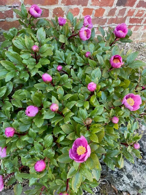 edulis3015646