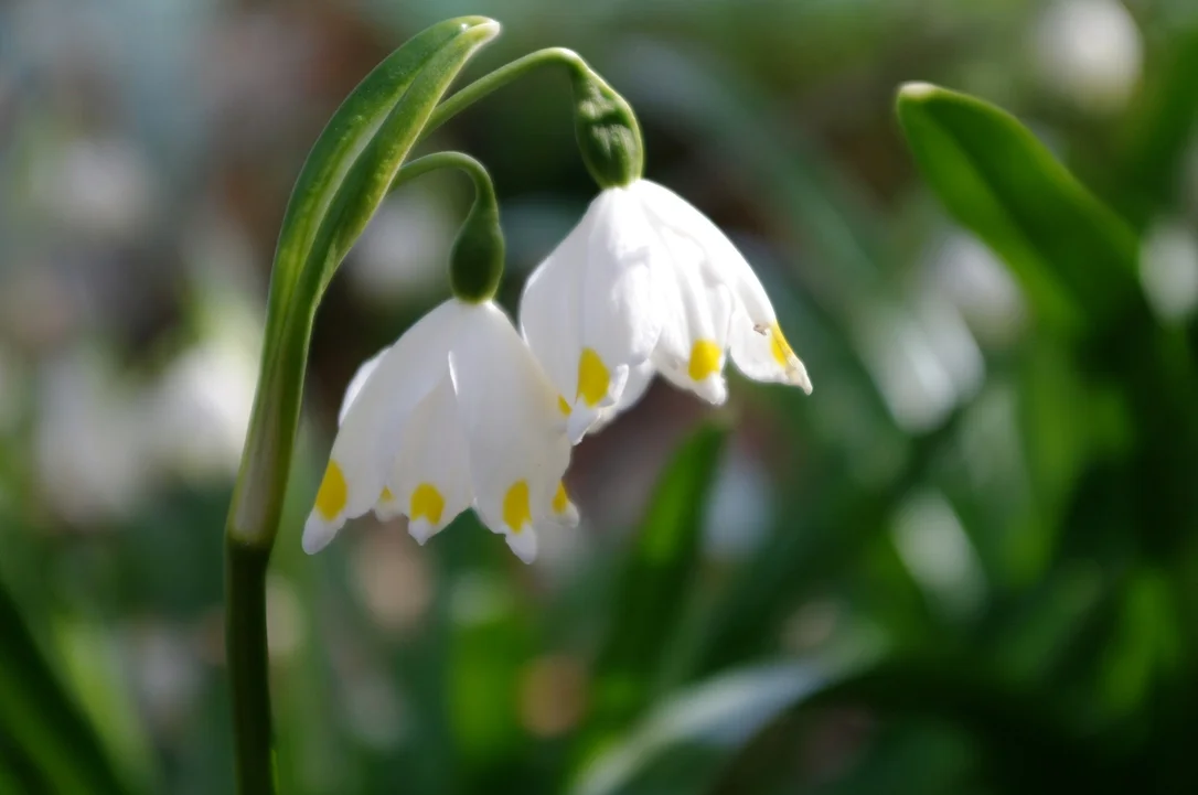 edulis3015685