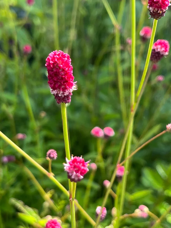edulis3015731
