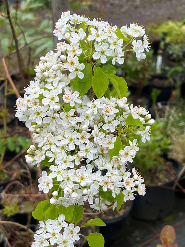 edulis3015807