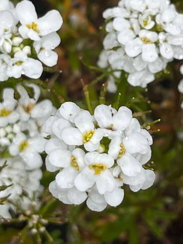 edulis3016143