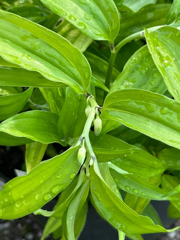 edulis3016194