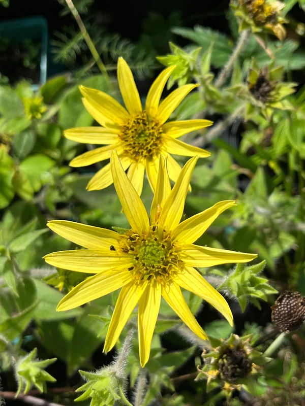 edulis3016251