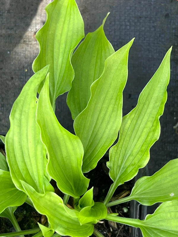 edulis3016303