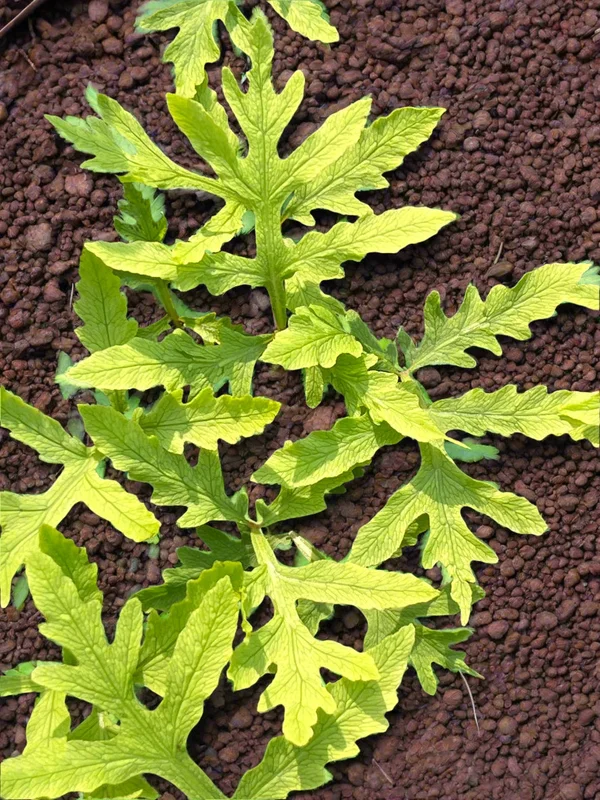 edulis3016333