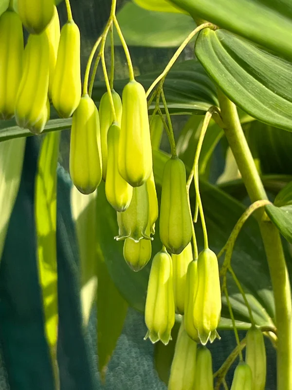 edulis3016541