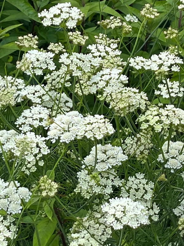 edulis3016662