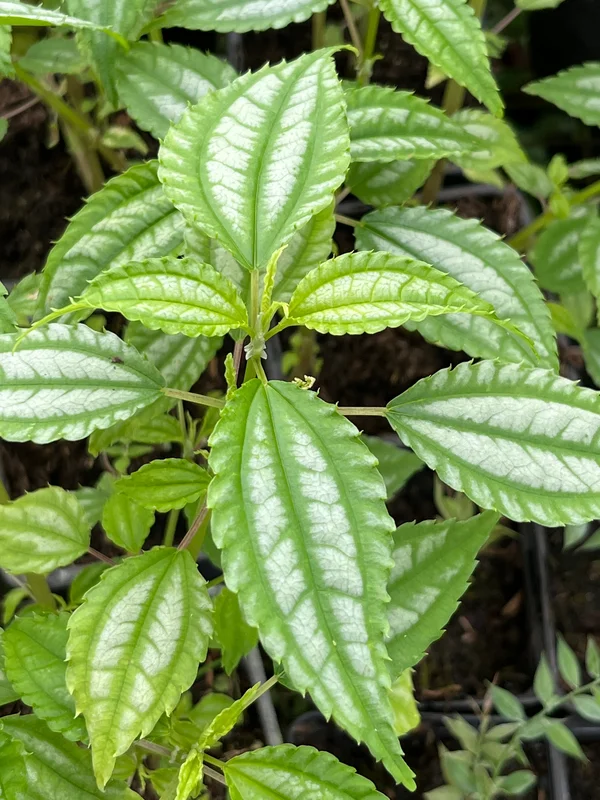 edulis3016927