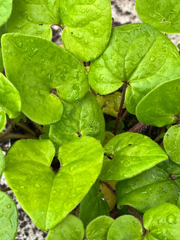 edulis3017227