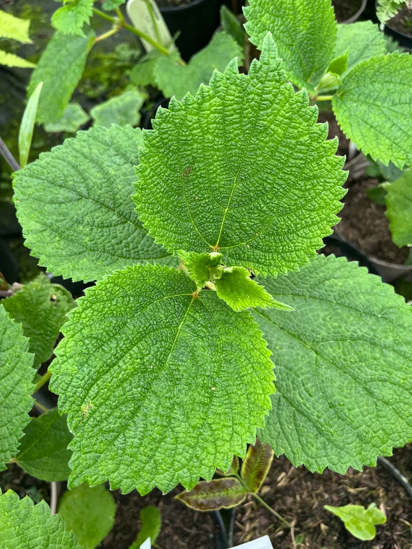 edulis3017355