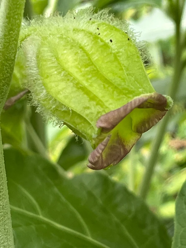 edulis3017400