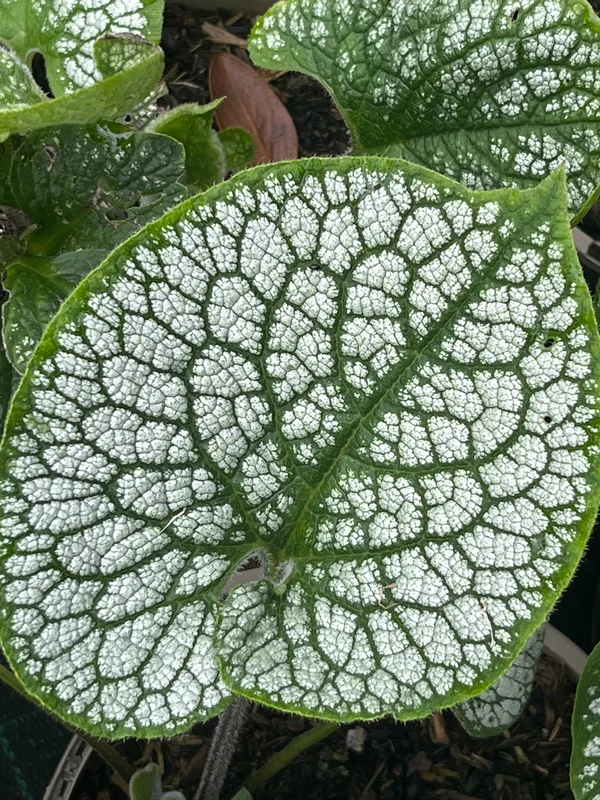 edulis3017571