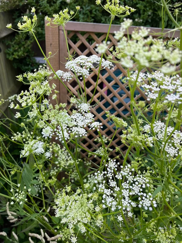 edulis3017667