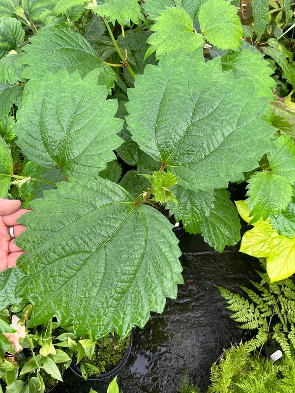 edulis3017778