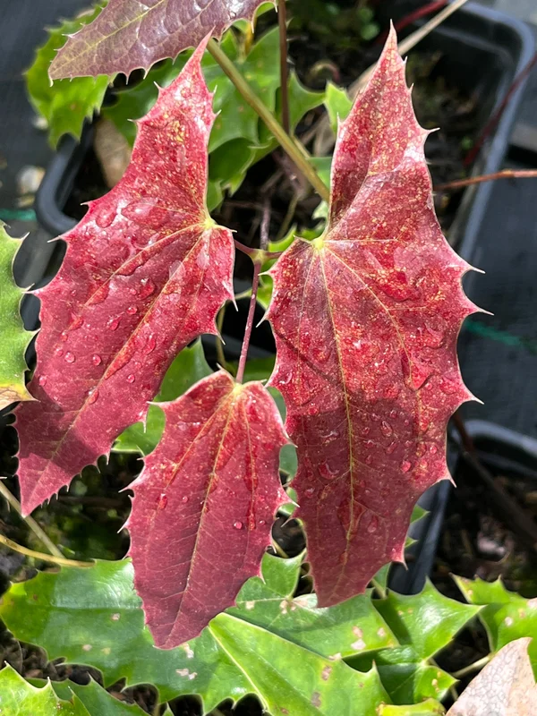 edulis3017859