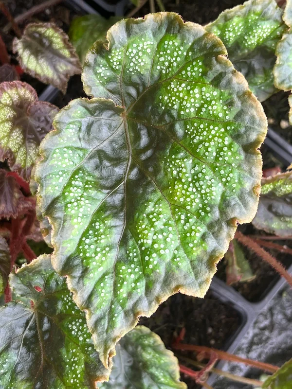edulis3018082