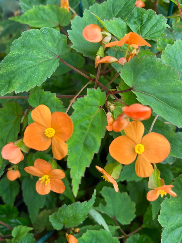 edulis3018159