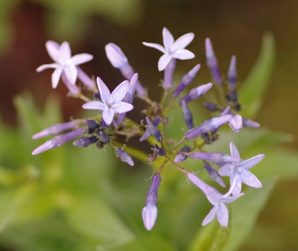 edulis3018176
