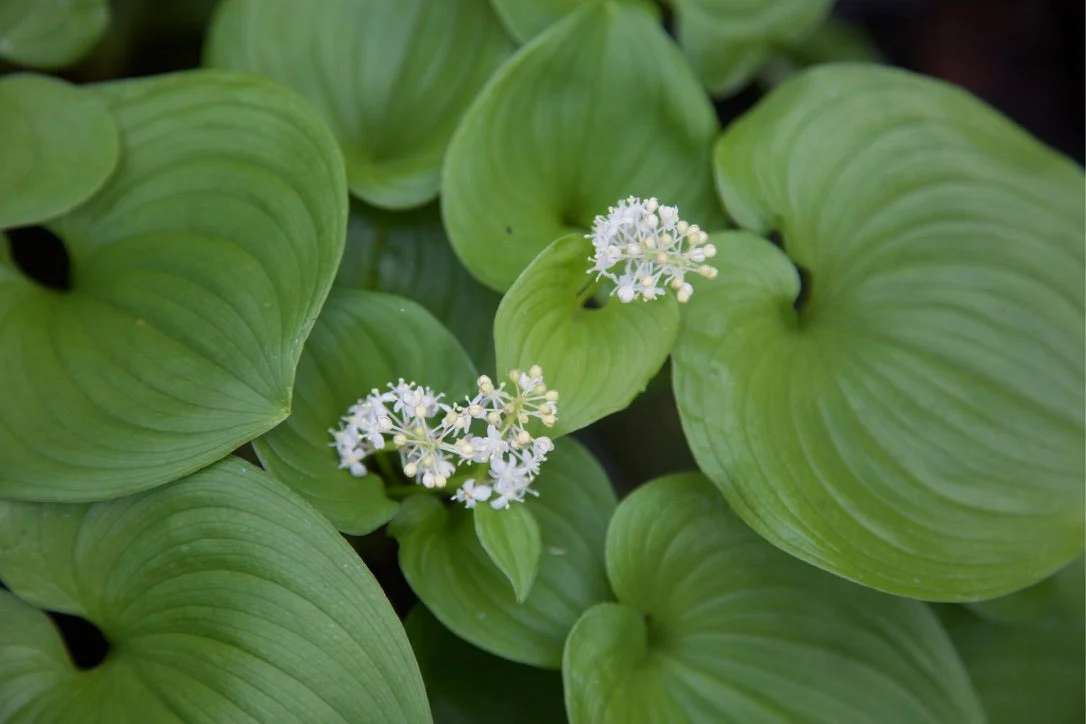 edulis3018295