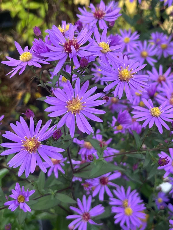 edulis3018357