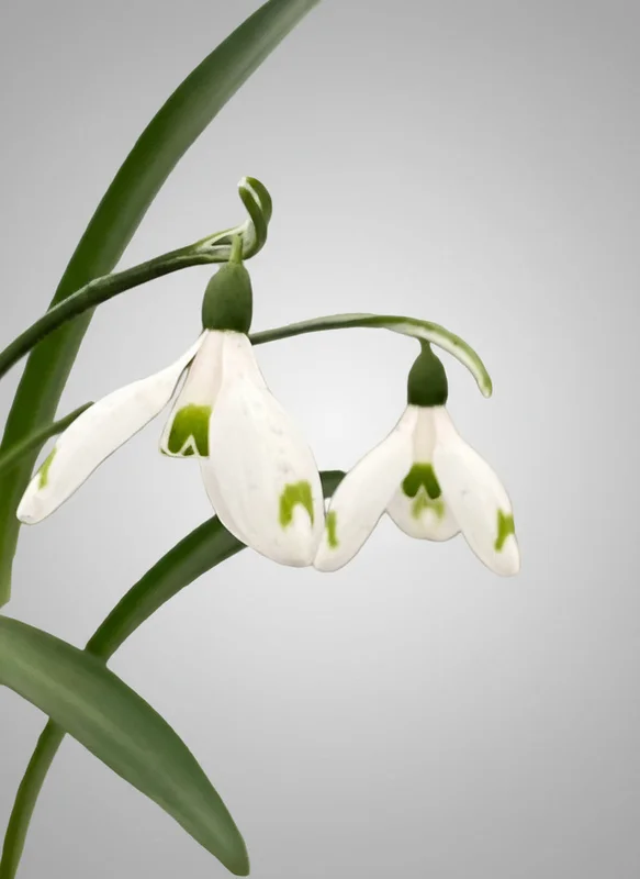 edulis3018426