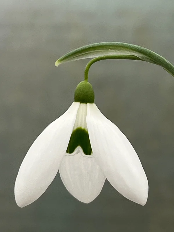 edulis3018463