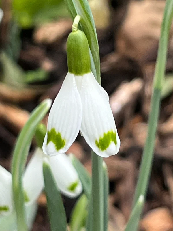 edulis3018501
