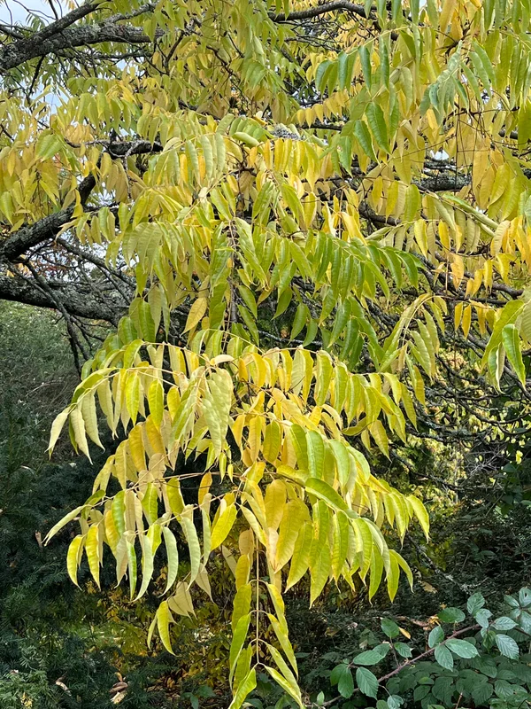 edulis3018617