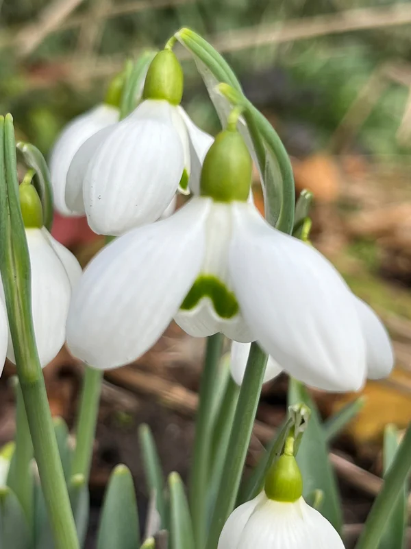 edulis3018663