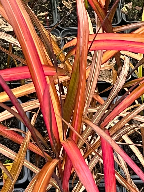 edulis3018961