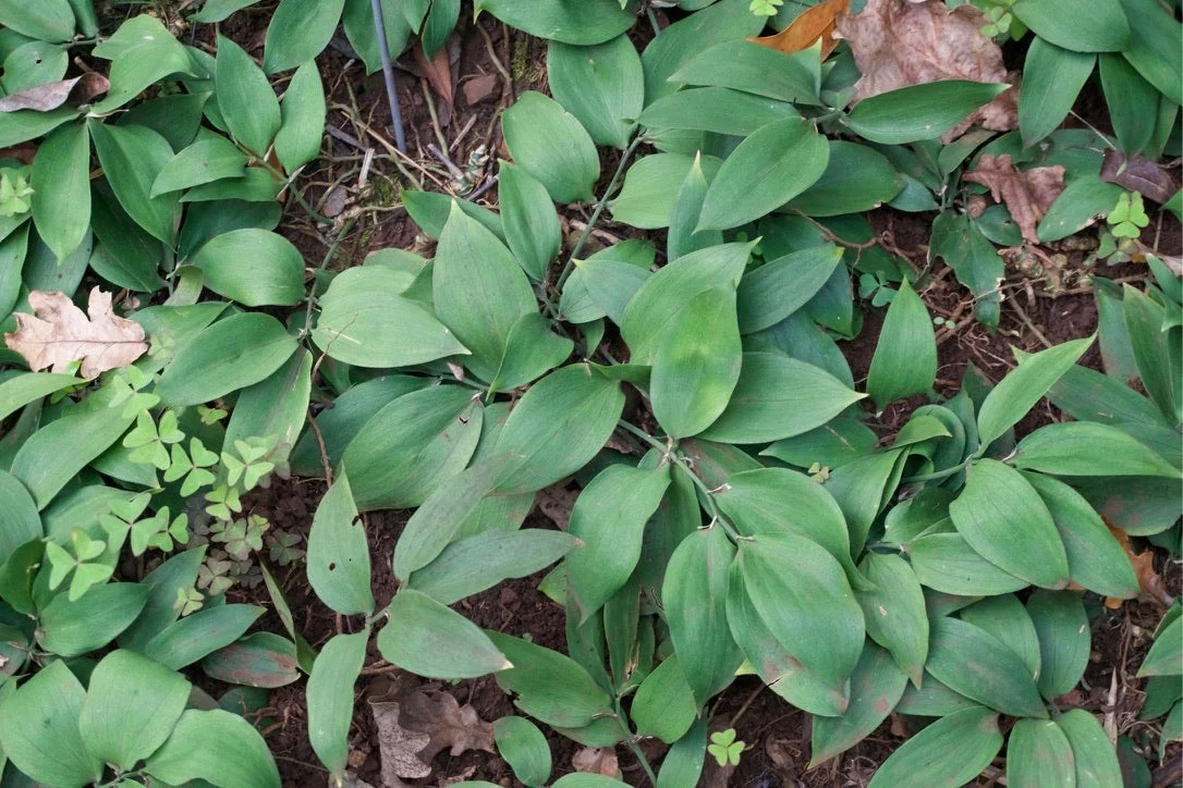 edulis3019097