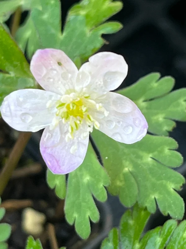 edulis3019145