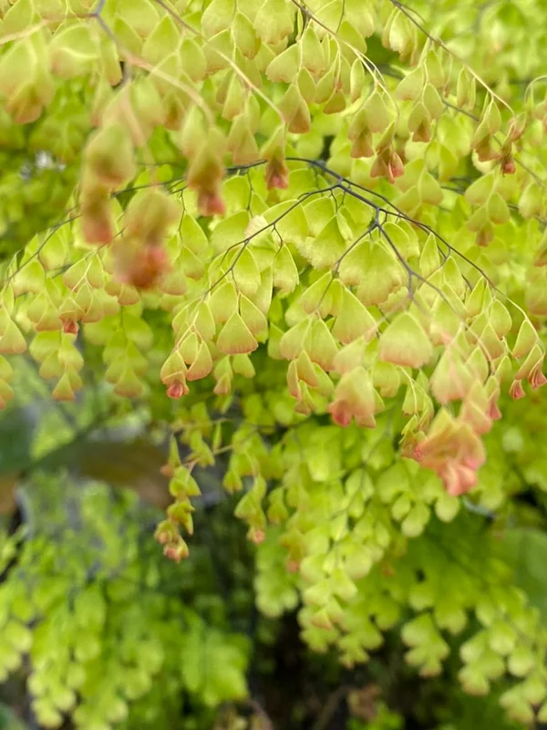 edulis3019166
