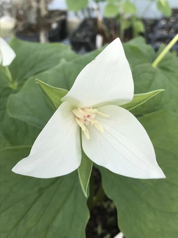 edulis3019244