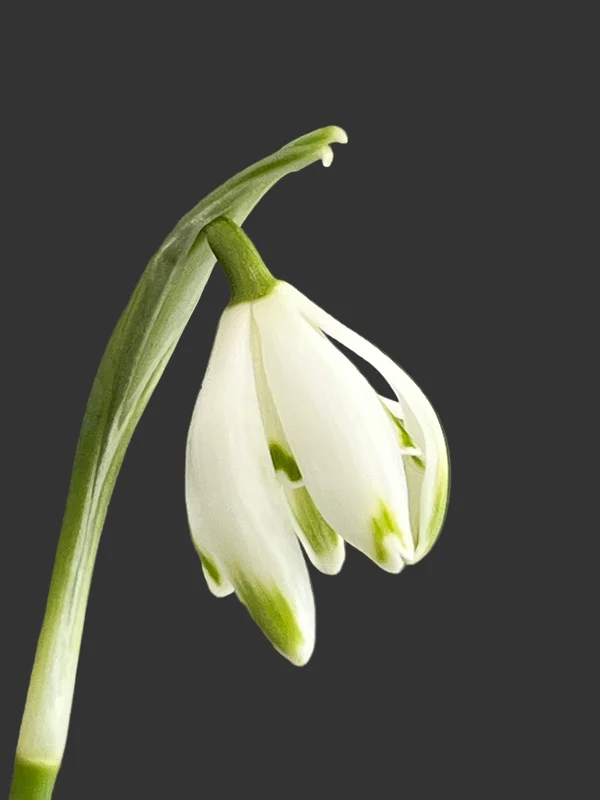 edulis3019398