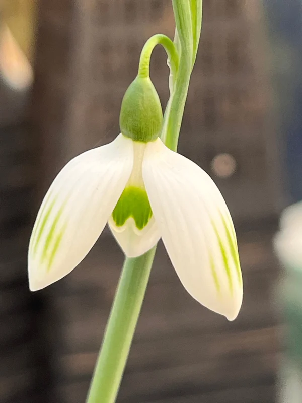 edulis3019493