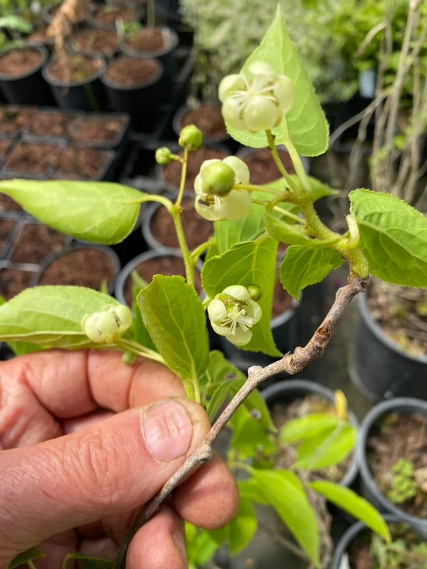 edulis3019523