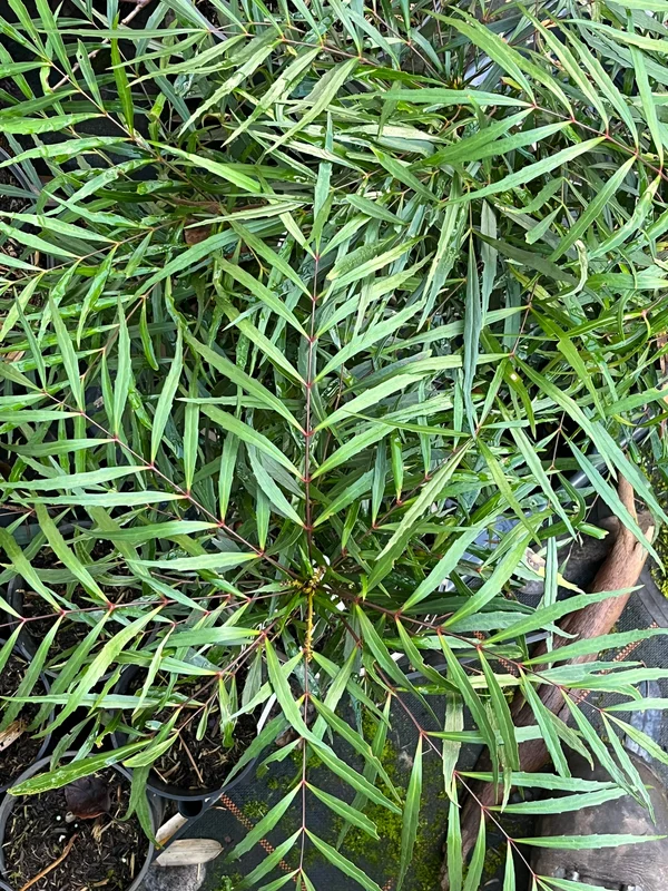 edulis3019635