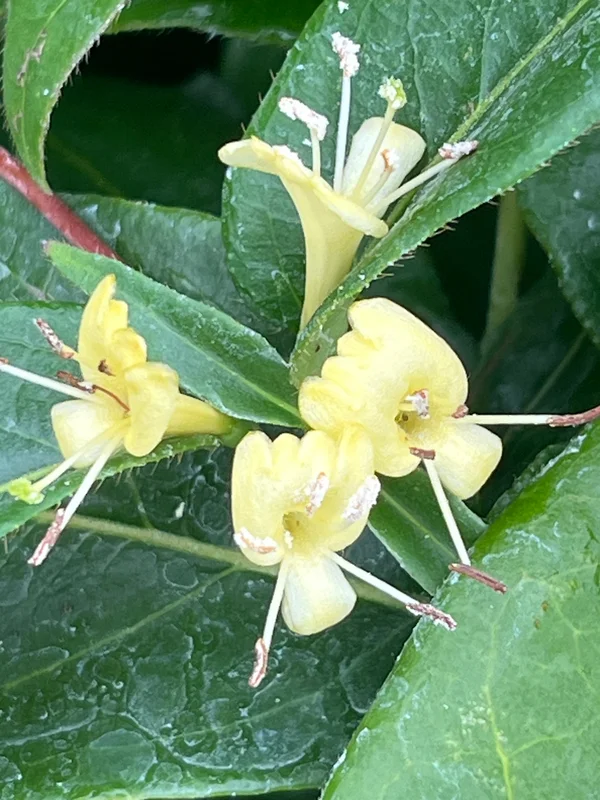 edulis3019693