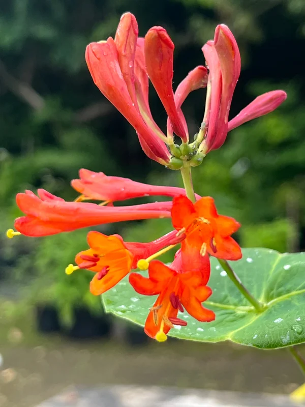 edulis3019817