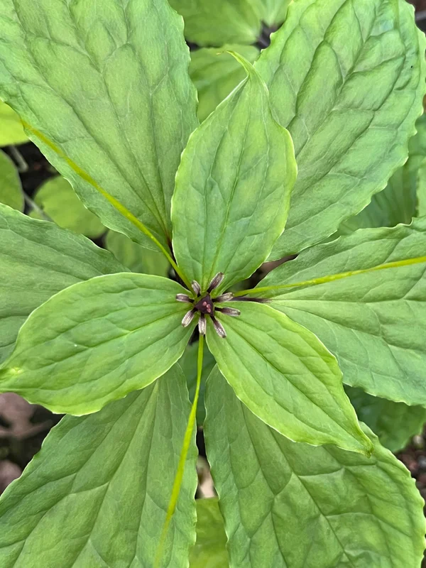 edulis3020020