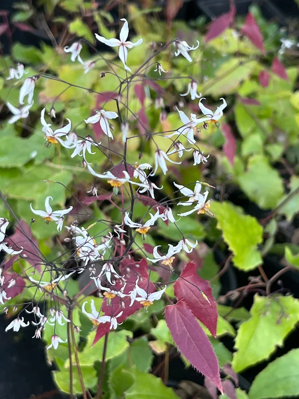 edulis3020125