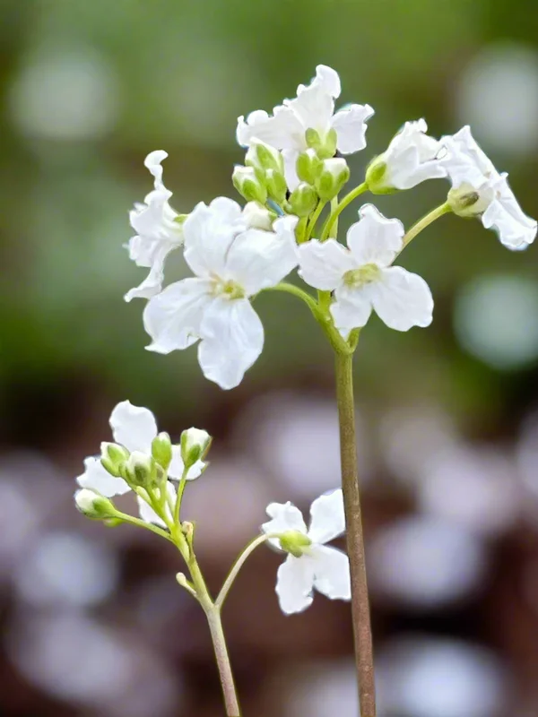 edulis3020141