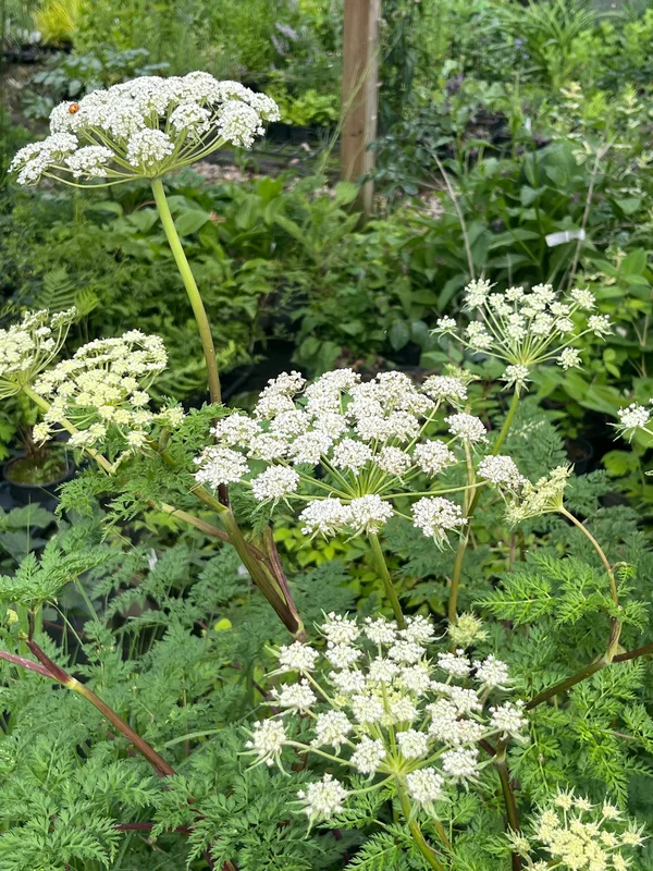 edulis3020291