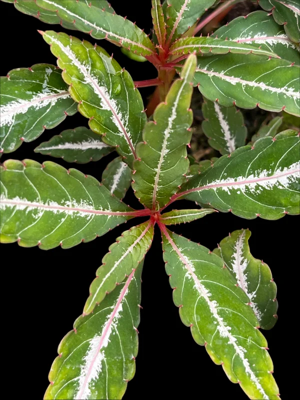 edulis3020424