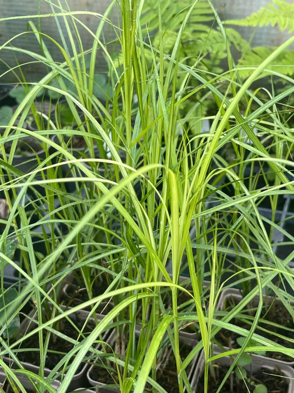 edulis3020511