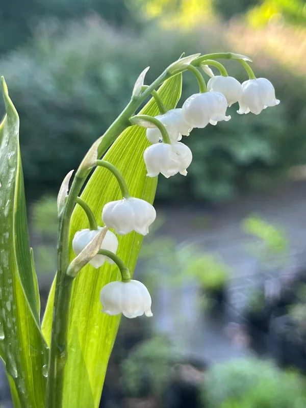 edulis3021293